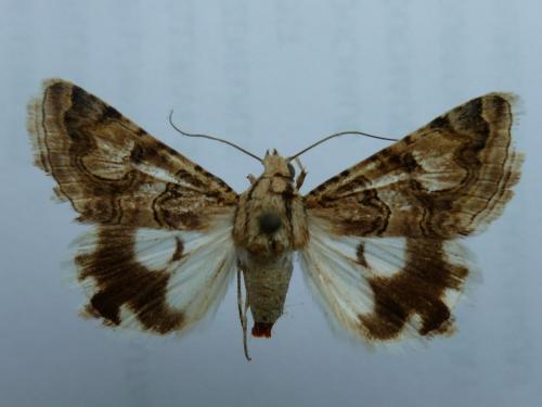 Drasteria habibazel